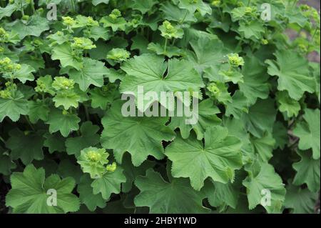 Le manteau de la dame (Alchemilla mollis) fleurit dans un jardin en mai Banque D'Images