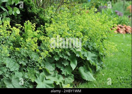 Le manteau de la dame (Alchemilla mollis) fleurit dans un jardin en juin Banque D'Images