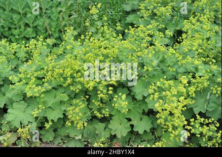 Le manteau de la dame (Alchemilla mollis) fleurit dans un jardin en juin Banque D'Images