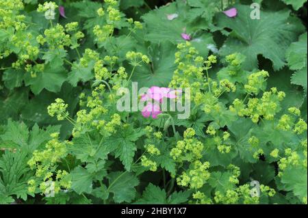 Le manteau de la dame (Alchemilla mollis) fleurit dans un jardin en juin Banque D'Images