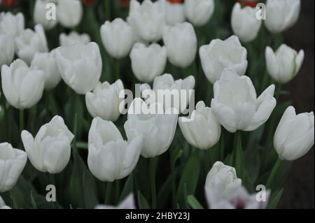 Blanc Darwin tulipes hybrides (Tulipa) Hakuun fleurissent dans un jardin en mars Banque D'Images