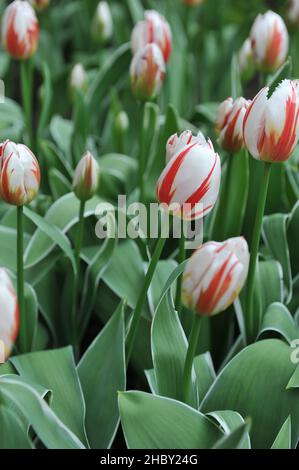 Tulipes rouge et blanc de Triumph (Tulipa) Happy Generation avec des feuilles variées fleurissent dans un jardin en avril Banque D'Images