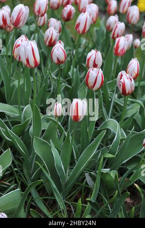 Tulipes rouge et blanc de Triumph (Tulipa) Happy Generation avec des feuilles variées fleurissent dans un jardin en avril Banque D'Images