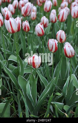 Tulipes rouge et blanc de Triumph (Tulipa) Happy Generation avec des feuilles variées fleurissent dans un jardin en avril Banque D'Images