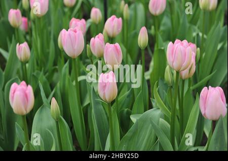 Rose Darwin tulipes hybrides (Tulipa) Hatsuzakura fleurissent dans un jardin en mars Banque D'Images