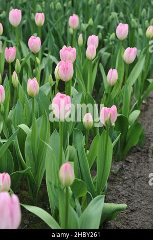 Rose Darwin tulipes hybrides (Tulipa) Hatsuzakura fleurissent dans un jardin en mars Banque D'Images