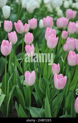 Rose Darwin tulipes hybrides (Tulipa) Hatsuzakura fleurissent dans un jardin en mars Banque D'Images