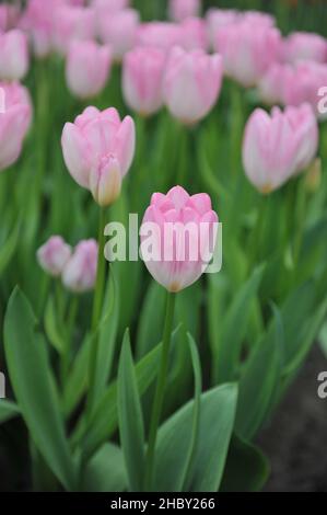 Rose Darwin tulipes hybrides (Tulipa) Hatsuzakura fleurissent dans un jardin en mars Banque D'Images