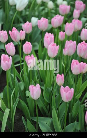 Rose Darwin tulipes hybrides (Tulipa) Hatsuzakura fleurissent dans un jardin en mars Banque D'Images