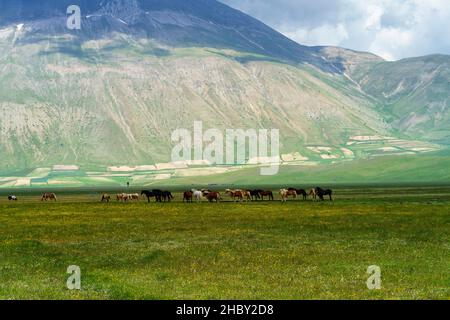 Piano Grande di Castelluccio di Norcia, province de Pérouse, Ombrie, Italie, paysage de montagne et rural dans le parc naturel Monti Sibillini.Chevaux à p Banque D'Images