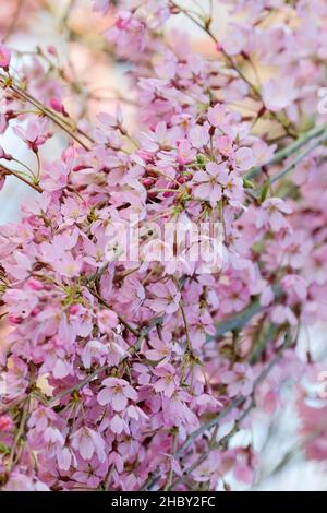 Prunus pendula 'pendula Rubra'.Petit cerisier à fleurs roses.Fleurir au début du printemps Banque D'Images