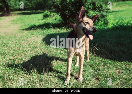 Mignon chien debout sur la prairie verte .Joyeux animal domestique sur l'herbe .Portrait avec la langue vers l'extérieur Banque D'Images