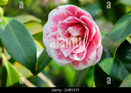 CAMELLIA JAPONICA (bicolor Photo Stock - Alamy