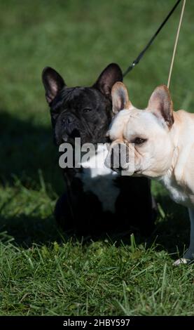 Couple de chiens de taureaux français lors d'un spectacle de chiens Banque D'Images