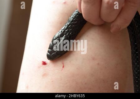 Serpent venimeux mordant dans la jambe d'un homme, gros plan. Banque D'Images