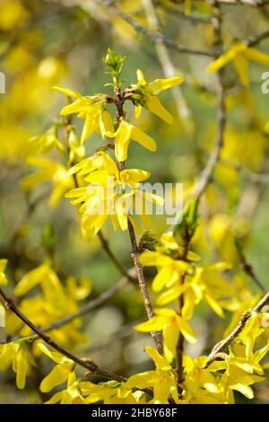 Forsythia × intermedia 'Vitellina', Border forsythia, gros plan des fleurs jaunes au début du printemps. Banque D'Images