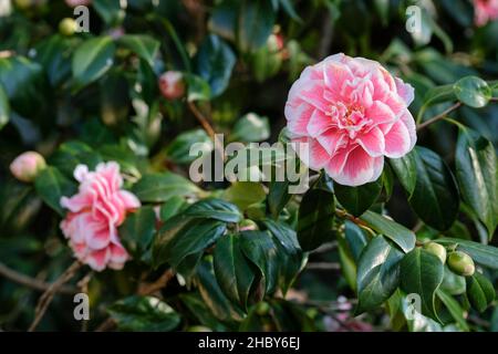 Camellia japonica 'Hikarugenji', Camellia japonica 'Herme', Camellia japonica Herme, Camellia japonica 'Hikaru Genji', semi-double Banque D'Images