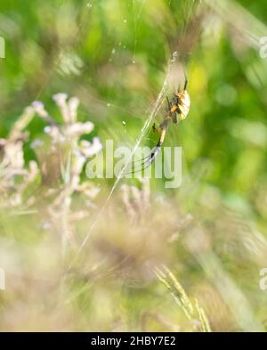 Un gros plan vertical de l'araignée de jardin jaune sur la toile d'araignée.Argiope aurantia. Banque D'Images