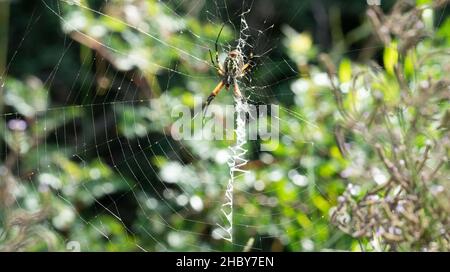 Un gros plan de l'araignée de jardin jaune sur la toile d'araignée.Argiope aurantia. Banque D'Images