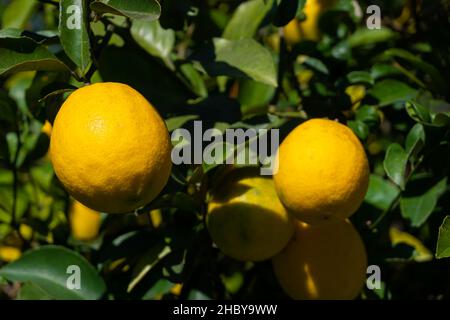 Gros plan de citrons matures sur un arbre par une journée ensoleillée Banque D'Images