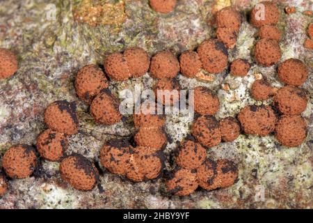 Coussin rouge Hypoxylon / Beech woodwart (Hypoxylon fragiforme) croissant sur le bois rotten Beech (Fagus sylvatica) produisant des spores noires, Gloucestershire UK Banque D'Images