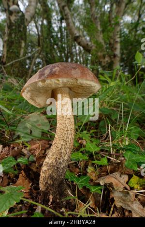 Boléte de bouleau brun (Leccinum scabrum) champignon poussant dans la litière de feuilles de bois décidues, Kenfig NNR, Glamorgan, pays de Galles, Royaume-Uni,Octobre. Banque D'Images