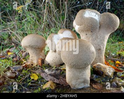 Groupe de paffles (Handkea excipuliformis / Lycoperdon excipuliforme) en croissance sur les prairies de bordure de bois, New Forest, Hamhire, Royaume-Uni, octobre. Banque D'Images