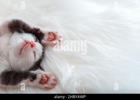 Petite bonne nuit de sommeil de chaton lift up pattes montrant des paw pads roses sur blanc doux écossais.Détendez-vous confortablement dans un lit confortable.Animal de compagnie chaton Banque D'Images