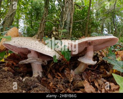 Groupe de champignons des bois (Agaricus cf. Impudicus) croissant parmi les litières de feuilles dans les bois feuillus, Merthyr Mawr, pays de Galles, Royaume-Uni, octobre. Banque D'Images