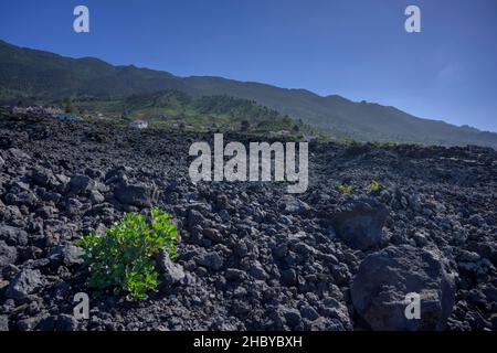 Brousse verte sur le champ de lave du volcan San Juan (1949) près des grottes de lave de Canos de Fuego, Las Manchas, la Palma, Espagne Banque D'Images