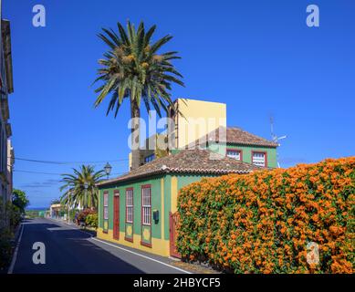Maison avec palmier et flamme de vigne ou de trompette orange (Pyrostegia venusta), San Andres, San Andres, la Palma, Espagne Banque D'Images