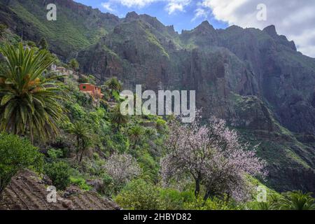 Arbre à fleurs d'amande près du village de montagne de Masca dans les montagnes Teno, Masca, Tenerife, Espagne Banque D'Images