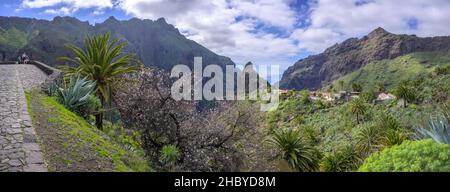 Arbre à fleurs d'amande près du village de montagne de Masca dans les montagnes Teno, Masca, Tenerife, Espagne Banque D'Images