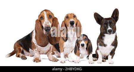 Une famille de chiens ou un paquet de basset français artesien normand et de chiots un chien de basset et un corgi gallois debout et vu de l'avant isolé sur un coup