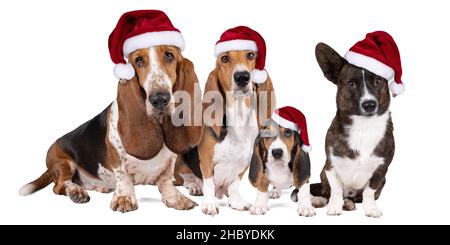 Une famille de chiens ou un pack de basset français artesien normand et de chiots un chien de basset et un corgi gallois debout avec des chapeaux de noël isolés Banque D'Images