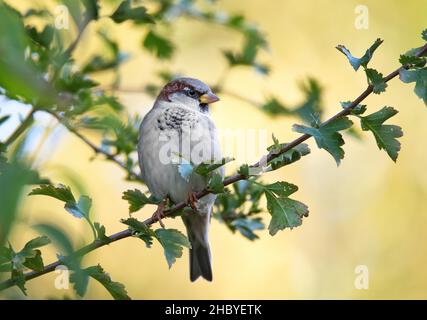 Maison parrow (Passer domesticus), assis sur branche dans le jardin, Darss, Mecklembourg-Poméranie occidentale, Allemagne Banque D'Images