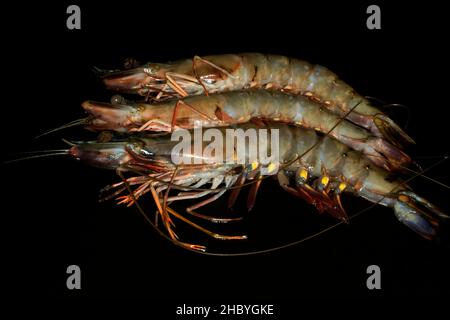 Trois crevettes géantes crues (Penaeus monodon), studio de photographie avec fond noir Banque D'Images