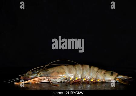 Crevettes tigrées géantes (Penaeus monodon), Studio Photography with Black Background Banque D'Images