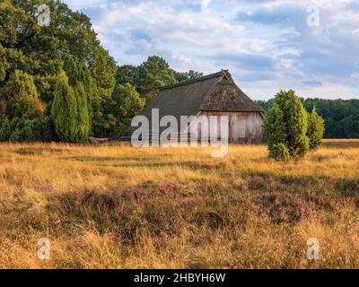 Paysage typique de la santé avec vieux stylo de mouton dans la lumière du soir, Lueneburg Heath, Basse-Saxe, Allemagne Banque D'Images