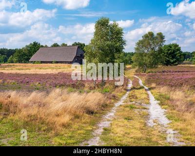 Sentier de randonnée à travers le paysage typique de la lande avec le vieux plume de mouton et la bruyère de floraison, Lueneburg Heath, Basse-Saxe, Allemagne Banque D'Images