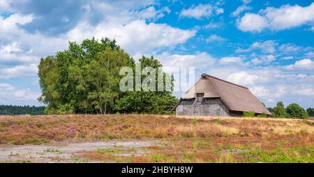 Paysage typique de la santé avec vieux plume de mouton et la bruyère de floraison, Lueneburg Heath, Basse-Saxe, Allemagne Banque D'Images