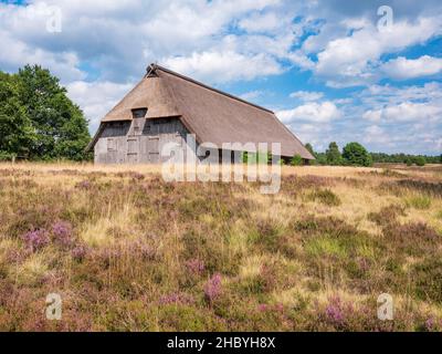 Paysage typique de la santé avec vieux plume de mouton et la bruyère de floraison, Lueneburg Heath, Basse-Saxe, Allemagne Banque D'Images