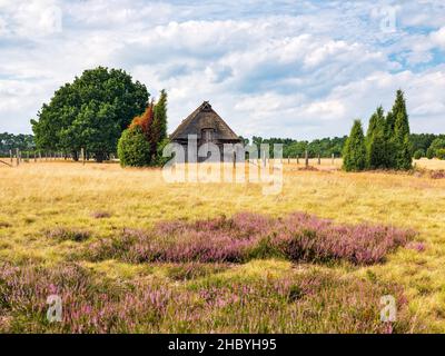 Paysage typique de la santé avec vieux plume de mouton et la bruyère de floraison, Lueneburg Heath, Basse-Saxe, Allemagne Banque D'Images