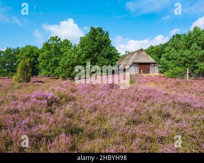 Paysage typique de la santé avec vieux plume de mouton et la bruyère de floraison, Lueneburg Heath, Basse-Saxe, Allemagne Banque D'Images