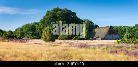 Paysage typique de la lande avec vieux plume de mouton et de la bruyère et genévrier à fleurs, Lueneburg Heath, Basse-Saxe, Allemagne Banque D'Images