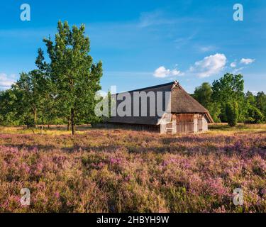 Paysage typique de la santé avec vieux plume de mouton et la bruyère de floraison, Lueneburg Heath, Basse-Saxe, Allemagne Banque D'Images