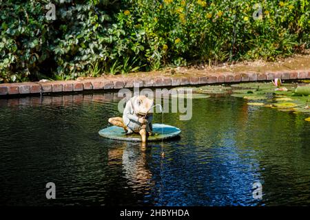 Jeremy Fisher figure dans un étang dans les jardins subtropicaux d'Abbotsbury, jardin datant de 1an 8th ans avec des plantes rares à Abbotsbury, Devon, dans le sud-ouest de l'Angleterre Banque D'Images