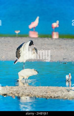 Pêche au porc (Mycteria Americana) et au roseate Spoonbels (Platalea ajaja), île de Sanibel, J.N.Ding Darling National Wildlife refuge, Floride Banque D'Images