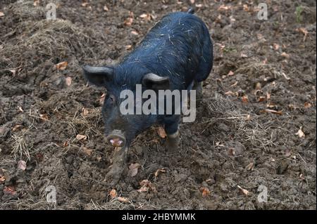 Un porc de sevrage Berkshire x Gloucester Old Spot dans un enclos près du village nord de Hook Norton dans l'Oxfordshire Banque D'Images