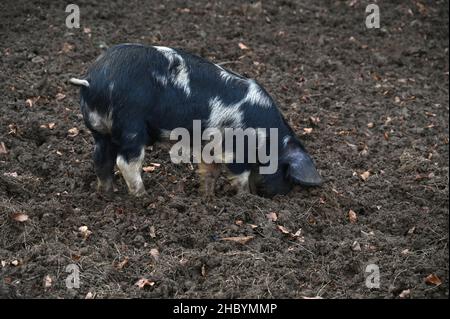 Un porc de sevrage Berkshire x Gloucester Old Spot dans un enclos près du village nord de Hook Norton dans l'Oxfordshire Banque D'Images